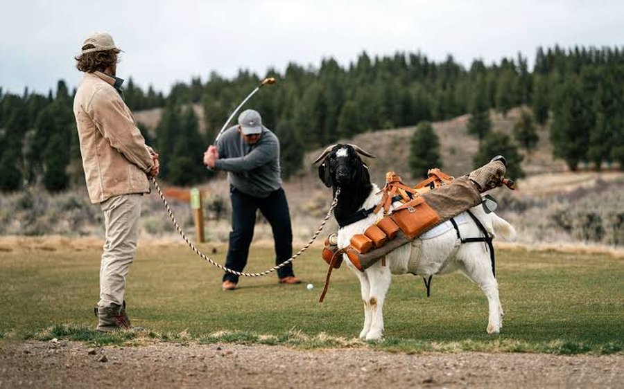 Goat caddie at Silvies